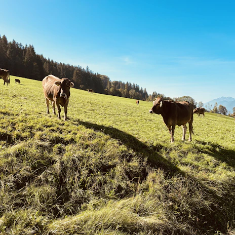 A serene Kashmiri meadow with cows grazing under a clear blue sky.