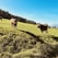 A serene farm landscape with grazing dairy cows under a clear blue sky.