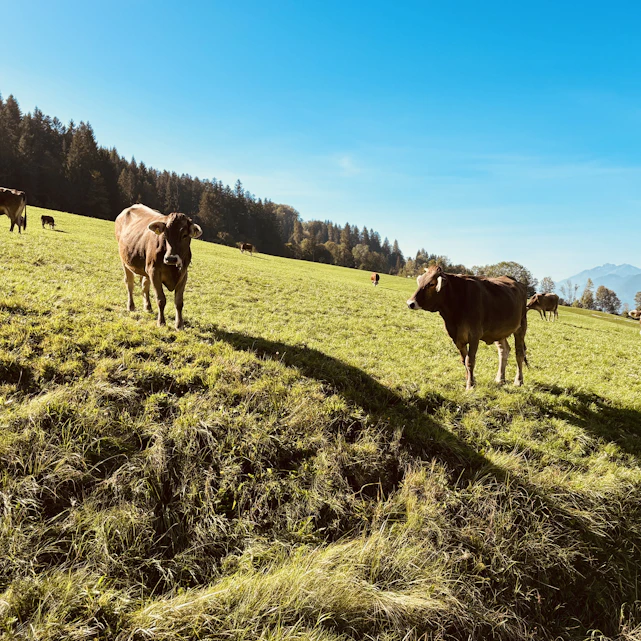 A serene dairy farm with cows grazing on lush green fields under a clear blue sky