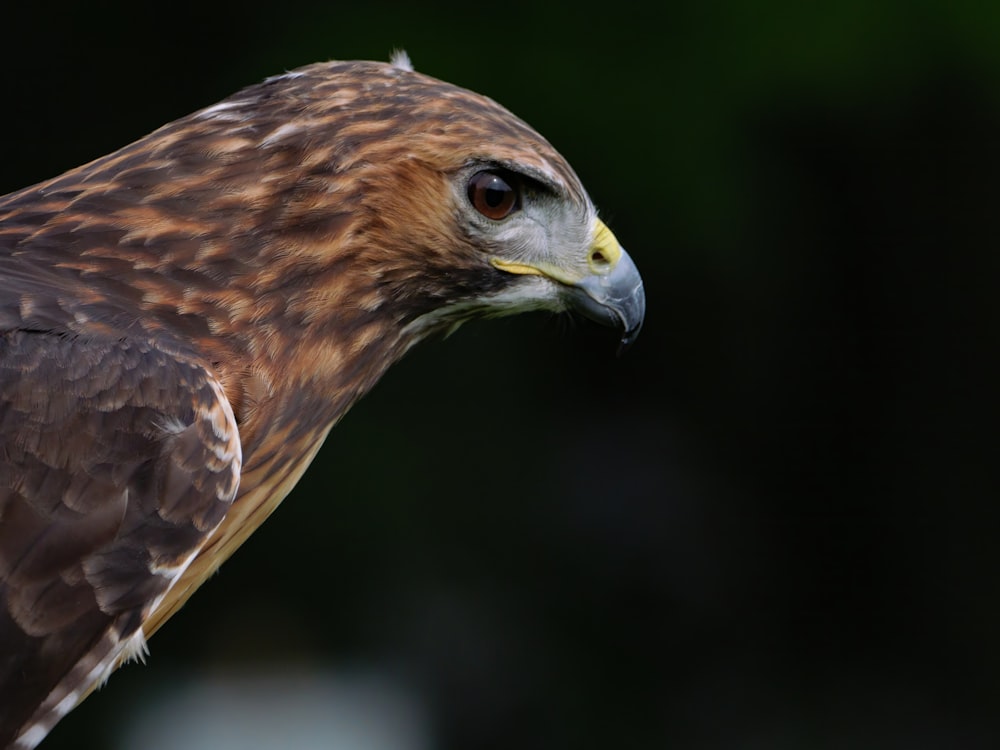 a close up of a bird of prey