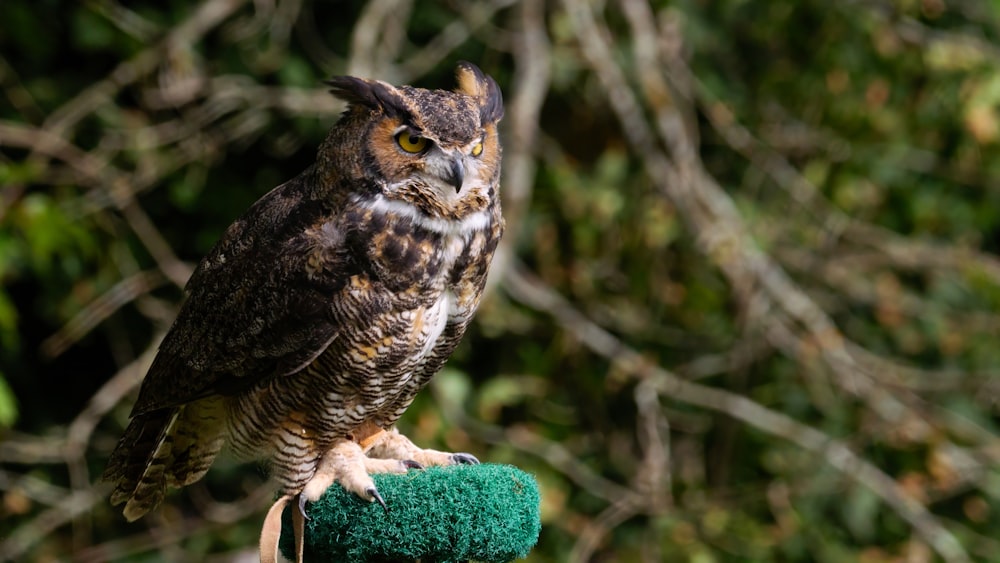 an owl sitting on top of a green glove