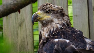 A majestic eagle rests in a natural setting, showcasing its sharp beak and expressive eyes. The bird's feathers are a mix of rich browns and whites, highlighted against a wooden fence background with lush green foliage.
