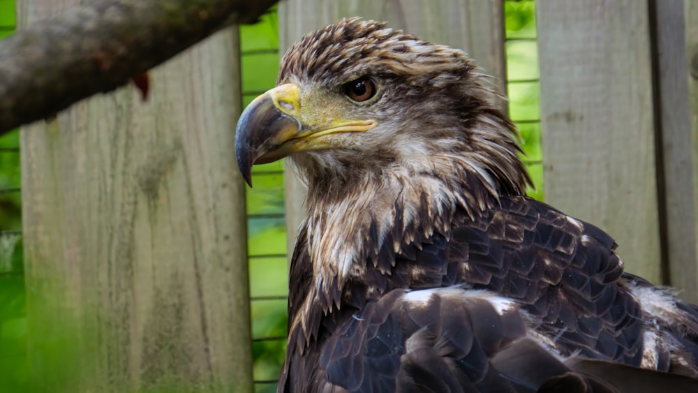 a close up of a bird of prey near a fence