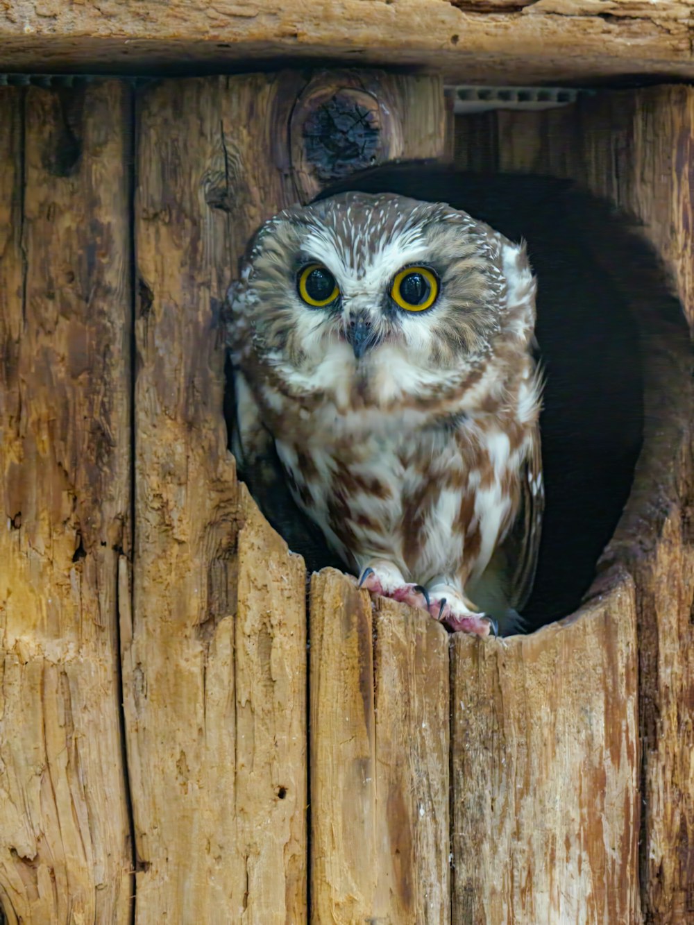an owl looking out of a hole in a wooden structure