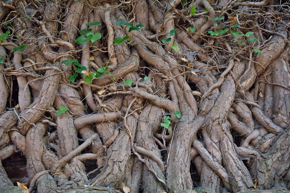 a close up of a tree trunk with vines growing on it