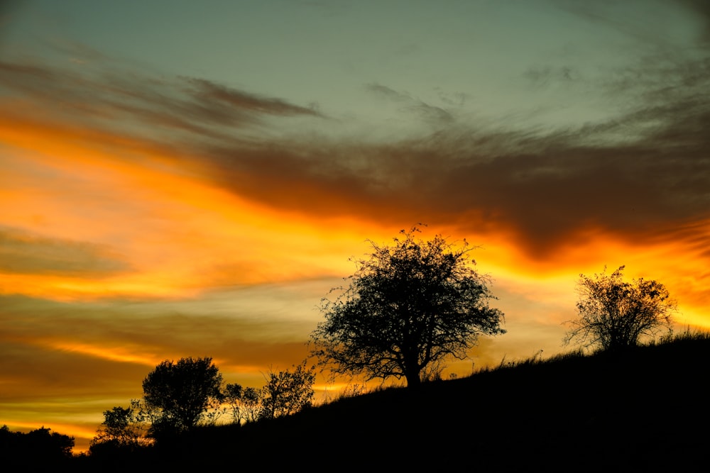 a tree on a hill with a sunset in the background