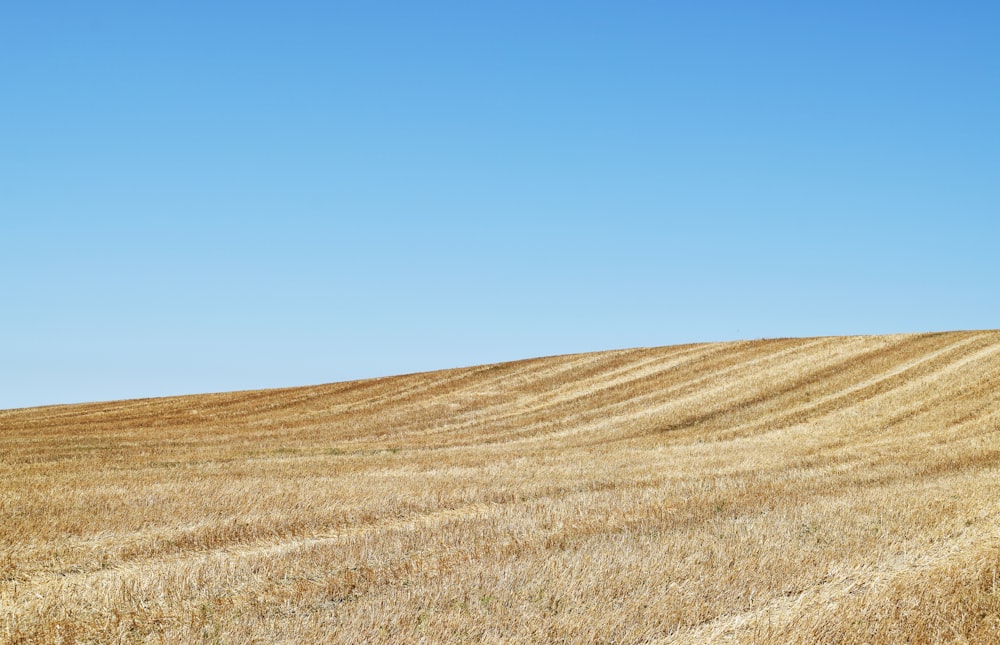 a large field of dry grass under a blue sky