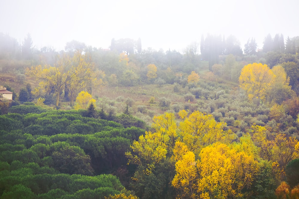 a lush green hillside covered in lots of trees