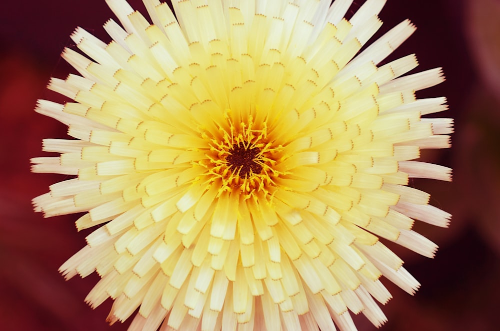 a close up of a yellow and white flower