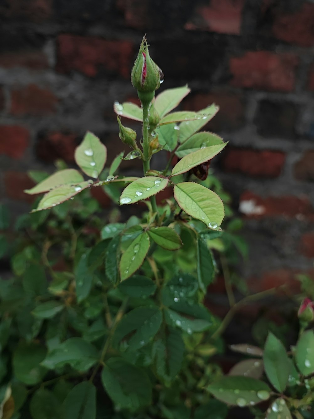 a plant with water drops on it in front of a brick wall