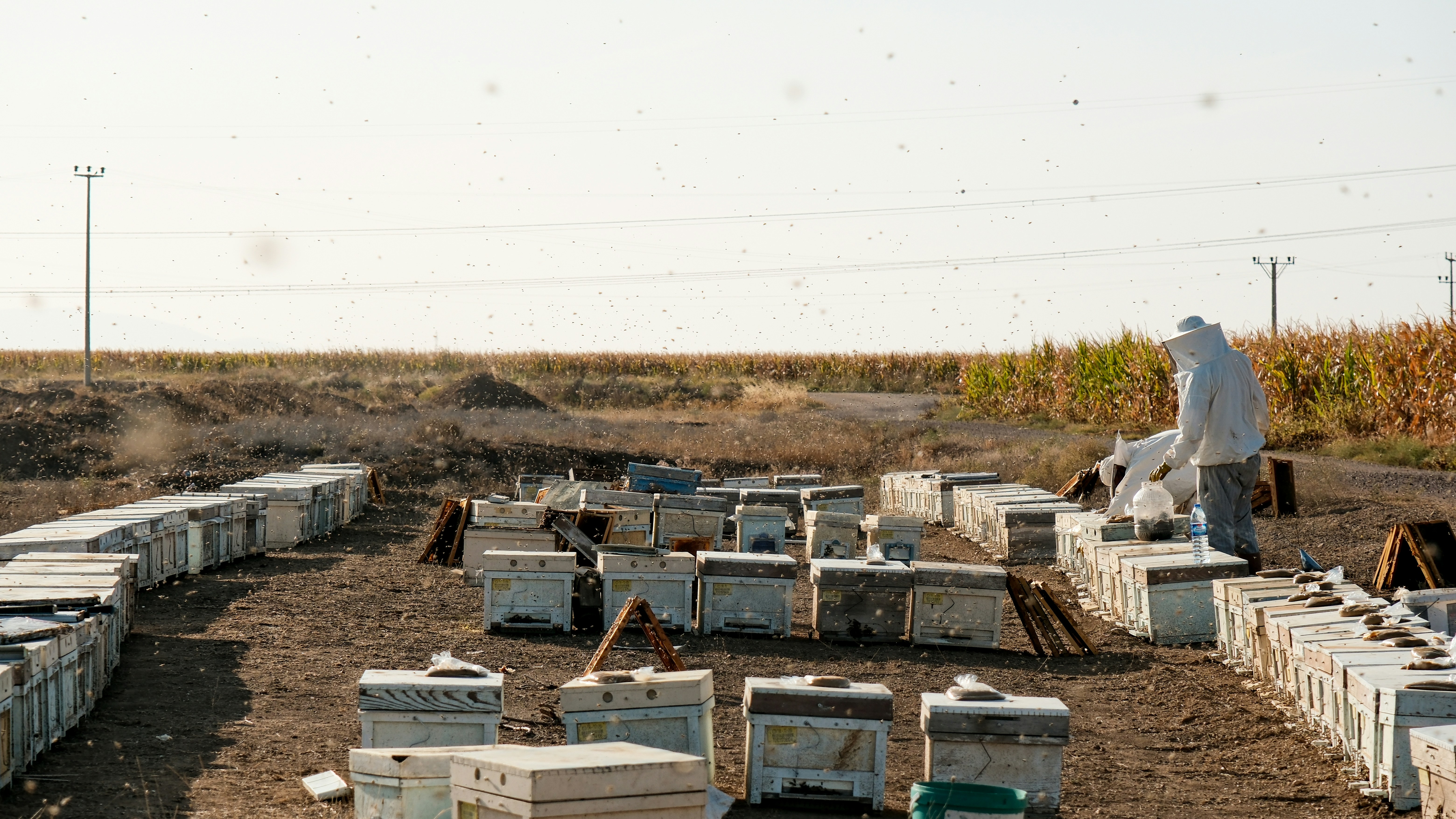 a man standing in a field full of beehives