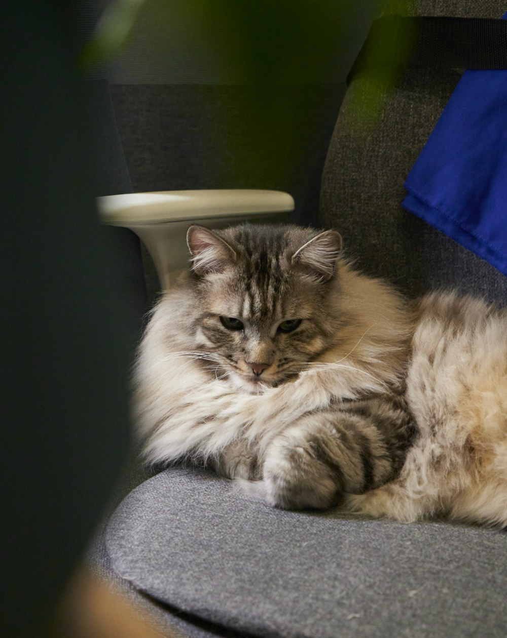 a fluffy cat laying on top of a gray chair