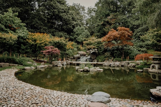 A tranquil Kyoto temple garden with autumn leaves gently falling.