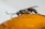 A close-up of a small insect with a segmented body and long antennae, standing on an orange surface. The insect appears detailed and shiny, with distinct features and textures visible.