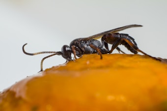 A close-up of a small insect with a segmented body and long antennae, standing on an orange surface. The insect appears detailed and shiny, with distinct features and textures visible.