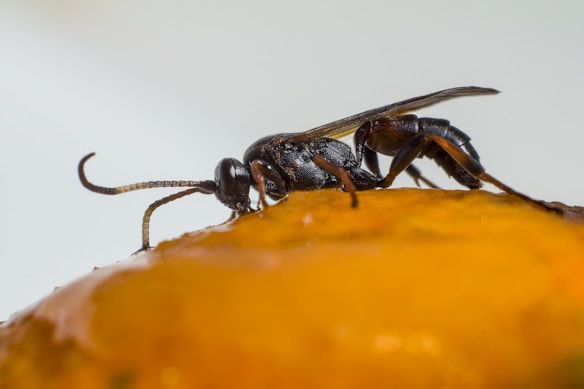A close-up of a small insect with a segmented body and long antennae, standing on an orange surface. The insect appears detailed and shiny, with distinct features and textures visible.