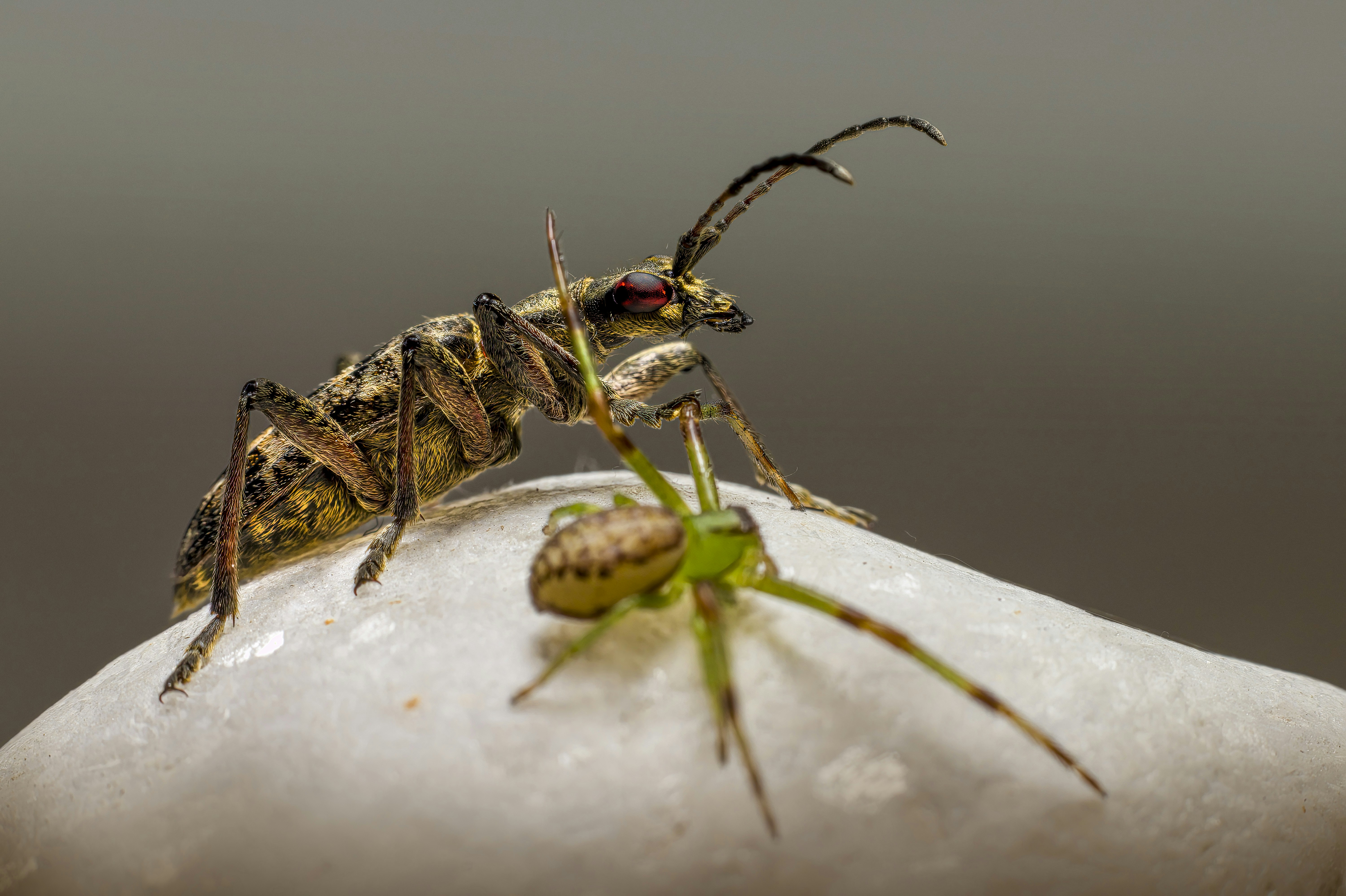 photo 1696707509292 6a441b90cf4a?crop=entropy&cs=tinysrgb&fit=max&fm=jpg&ixid=M3w1MjQ0NjR8MHwxfHNlYXJjaHwxMnx8UGVzdCUyMENvbnRyb2wlMjBTZXJ2aWNlJTIwU3QlMjBDaGFybGVzJTIwTWlzc291cml8ZW58MHwwfHx8MTc2MDMxMzIyNnww&ixlib=rb 4.1