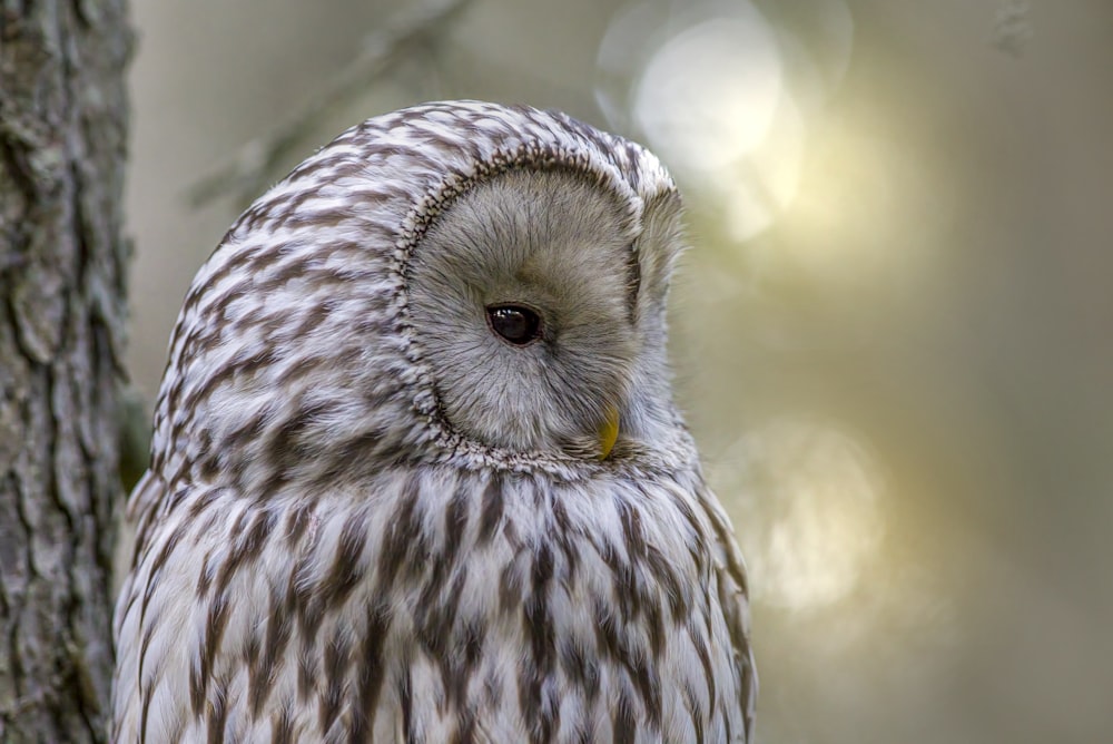 a close up of an owl sitting on a tree branch