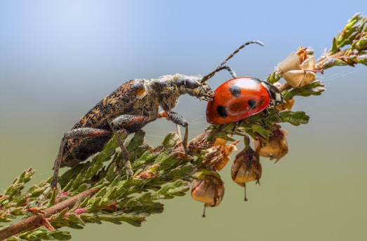A close-up of a large brown and black beetle and a bright red ladybug with black spots perched on a green plant stem. The beetle and ladybug appear to be interacting on the plant, which has small buds and leaves. The background is softly blurred with a blue gradient, creating a serene natural setting.