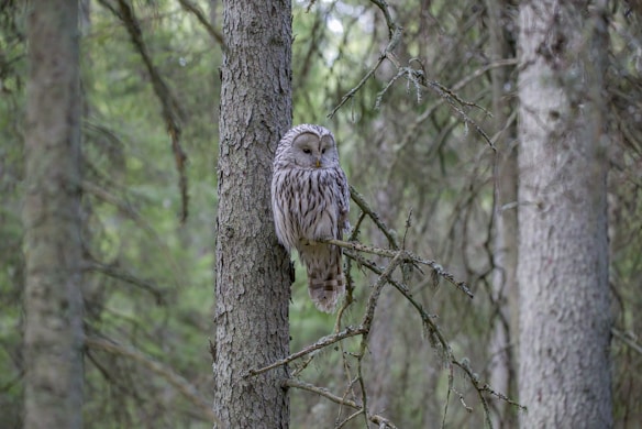 An owl perched on a tree branch in a dense, lush forest. The forest has tall trees with textured bark and a canopy of green leaves. The owl's feathers are a combination of white and brown, providing camouflage against the tree trunk.