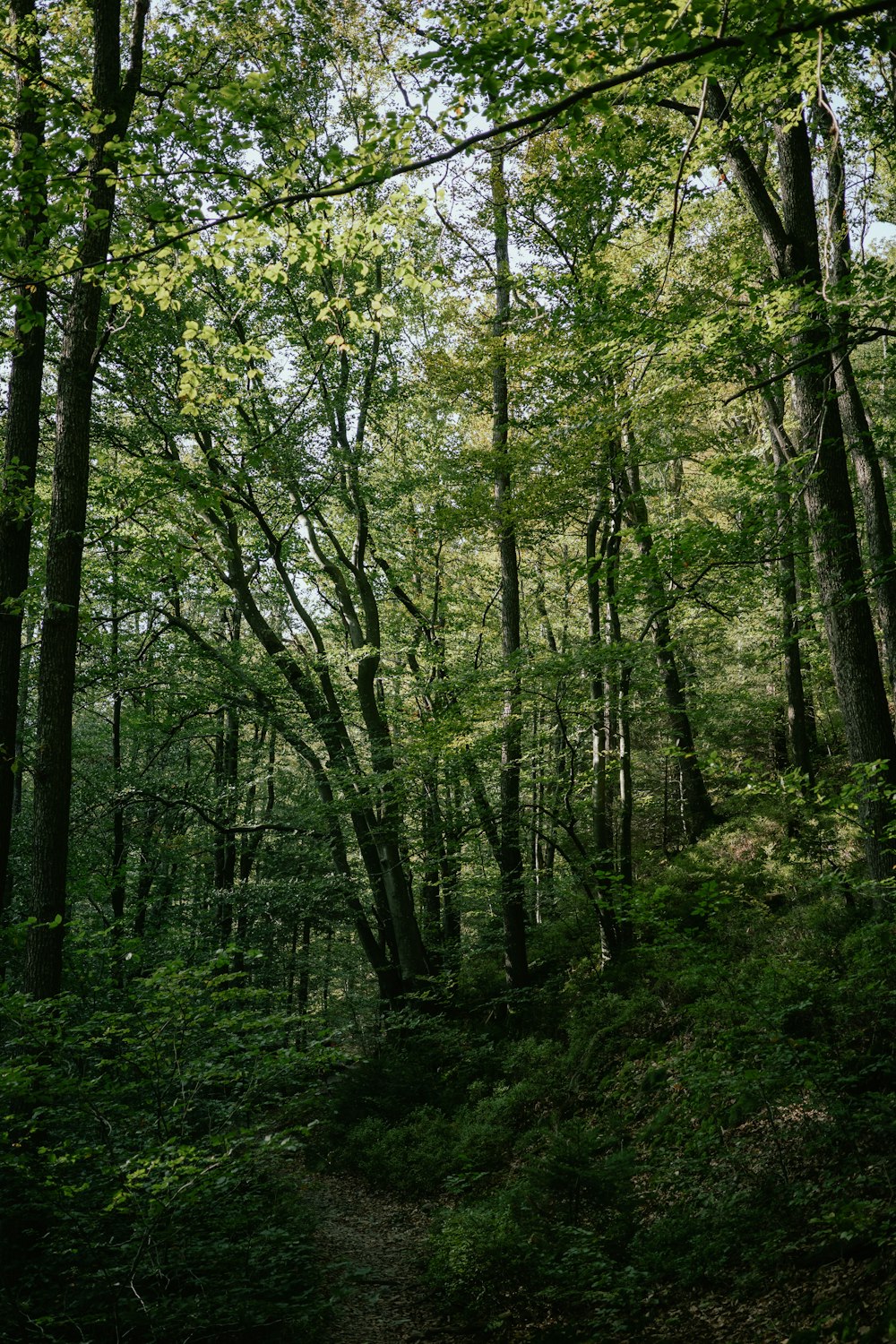 a path in the middle of a forest with lots of trees