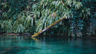 A lush green natural scene with dense foliage consisting of large ferns and ivy covering a land surface. A moss-covered log extends diagonally from the vegetation into a clear blue body of water in the foreground, suggesting a tranquil, untouched nature setting.