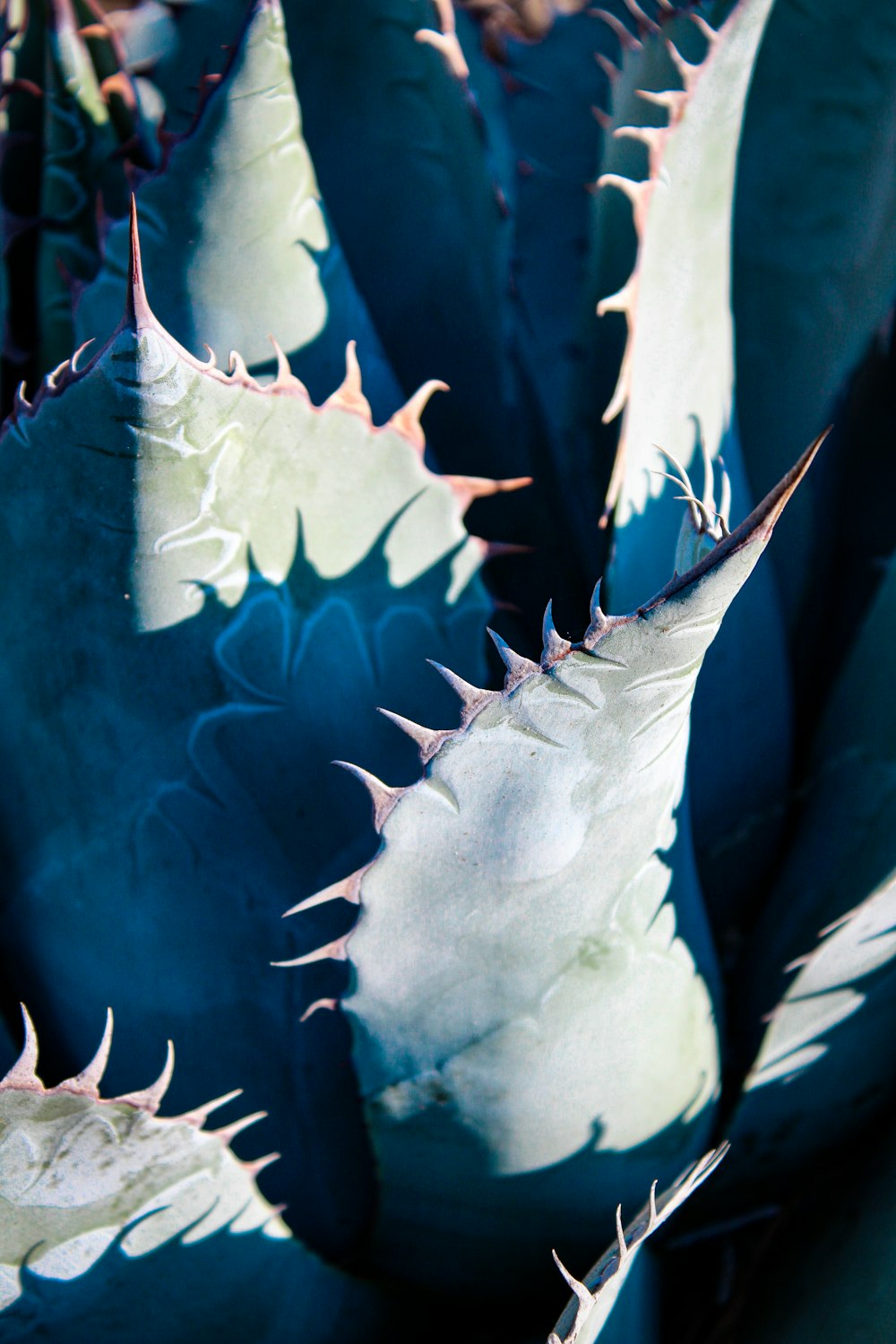 a close up of a cactus plant with many spikes