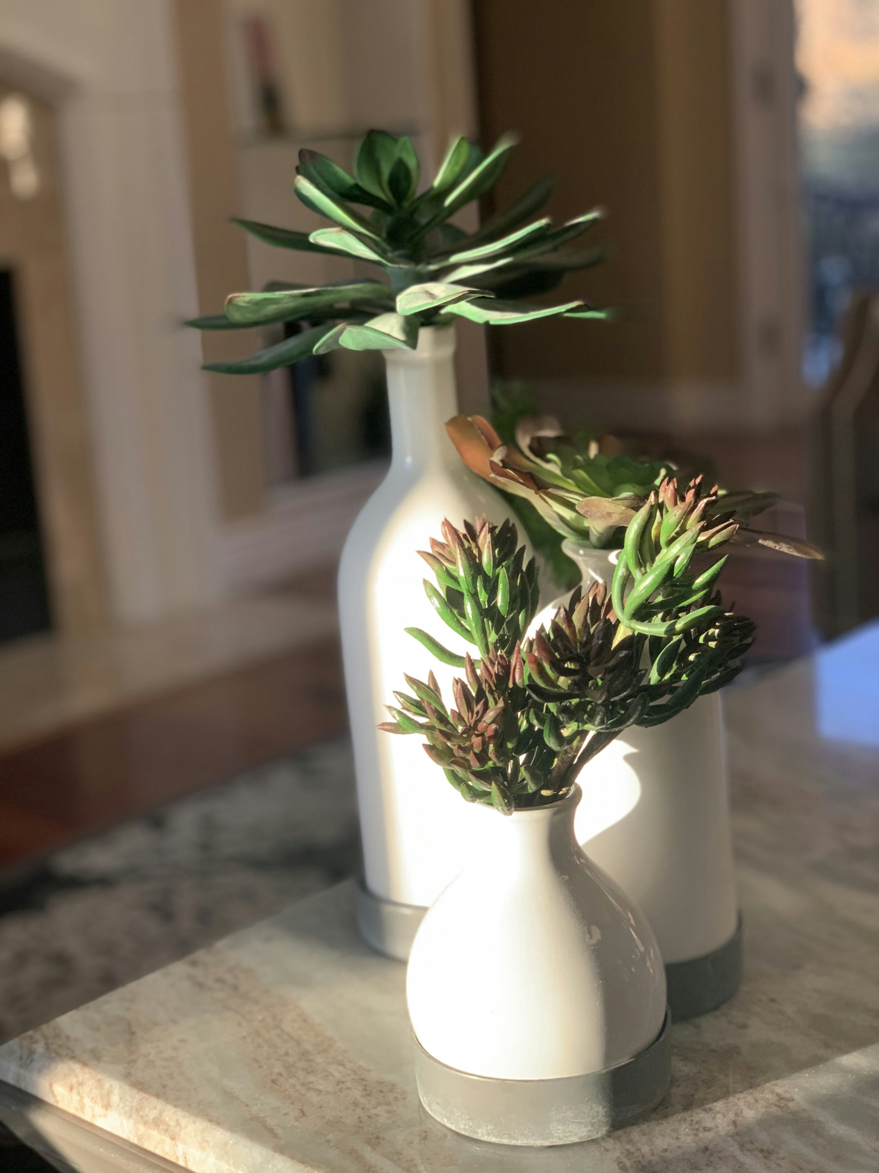 Succulent arrangement in small ceramic pots on white surface with soft natural lighting