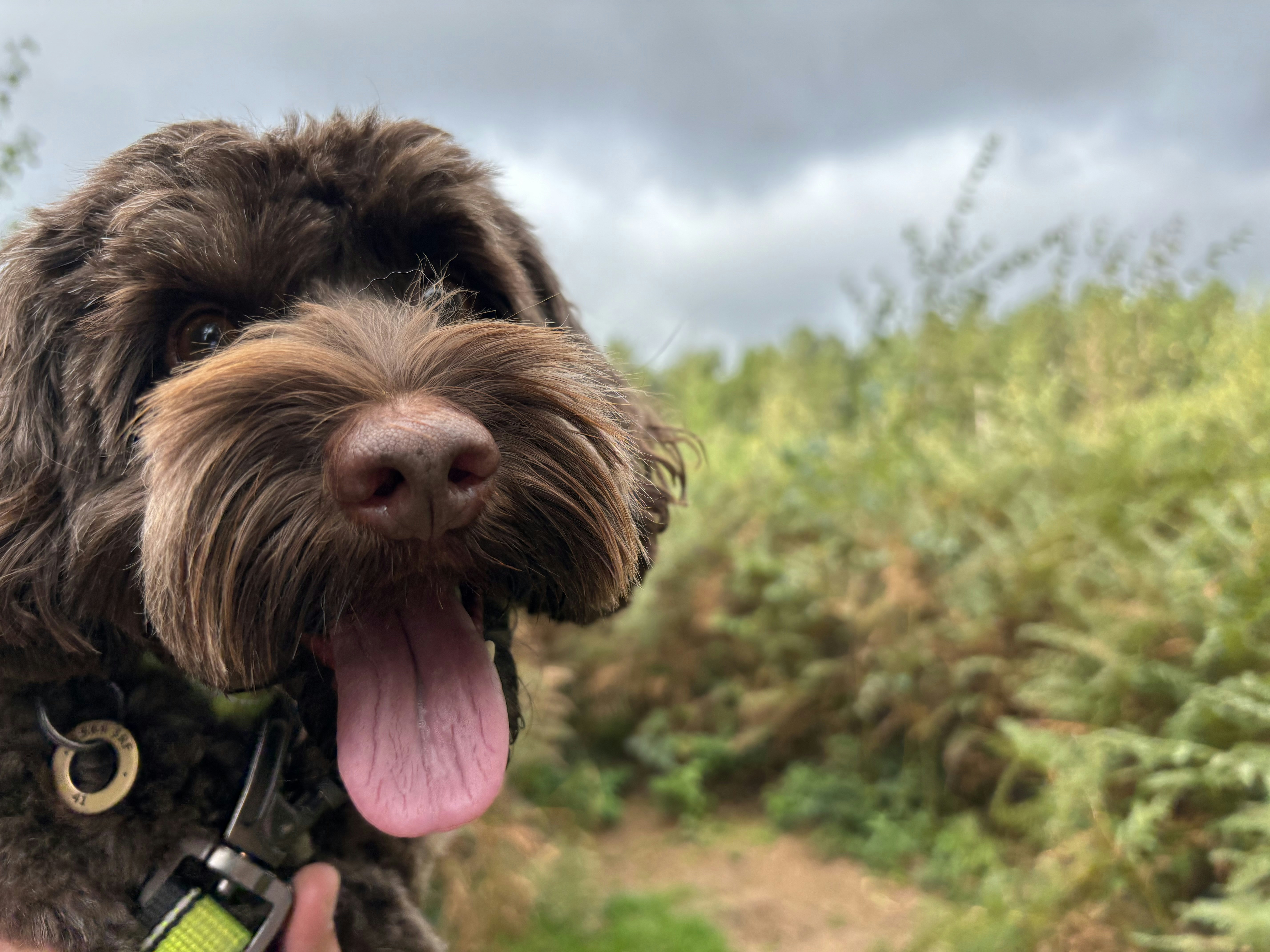 a close up of a dog with its tongue out