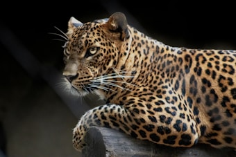The image features a leopard resting on a log, displaying its distinct spotted coat. Its gaze is focused and intense, with whiskers clearly visible against the dark background.