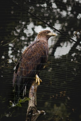 A majestic eagle with brown feathers and a sharp yellow beak perches on a weathered branch. The background consists of a blurred mix of dark green foliage and a faint grid pattern, creating a sense of depth. The eagle's intense gaze and the texture of its feathers are prominently visible.