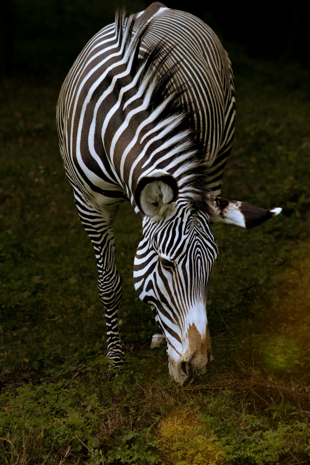 a zebra standing on top of a lush green field