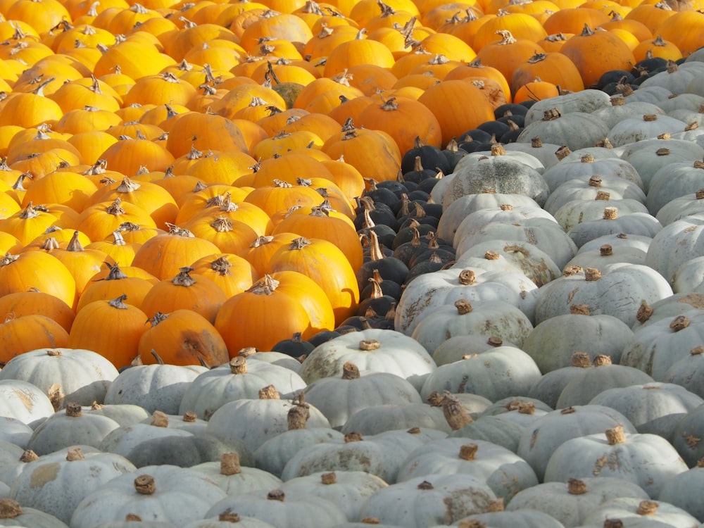 a large number of pumpkins in a field