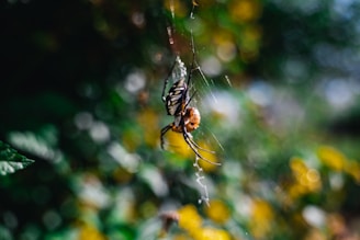 A spider is hanging on its intricate web in a lush green environment. The background is blurred with a bokeh effect, highlighting the rich greens and hints of yellow from the foliage. The spider's body is dark with some lighter markings, contrasting sharply against the surrounding greenery.
