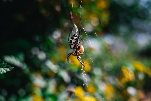 A spider is hanging on its intricate web in a lush green environment. The background is blurred with a bokeh effect, highlighting the rich greens and hints of yellow from the foliage. The spider's body is dark with some lighter markings, contrasting sharply against the surrounding greenery.