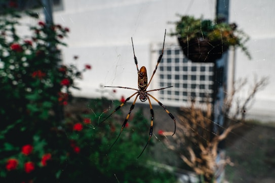 A large spider with long legs is positioned at the center of its web. The web is spread out against a backdrop featuring a garden with green foliage and red flowers. In the background, there is a white structure with a lattice design. A hanging plant basket is also visible on the right side of the image.