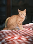 A veterinarian examining a curious tabby cat on an exam table in a bright clinic.