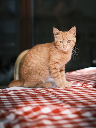 A veterinarian examining a curious tabby cat on an exam table in a bright clinic.