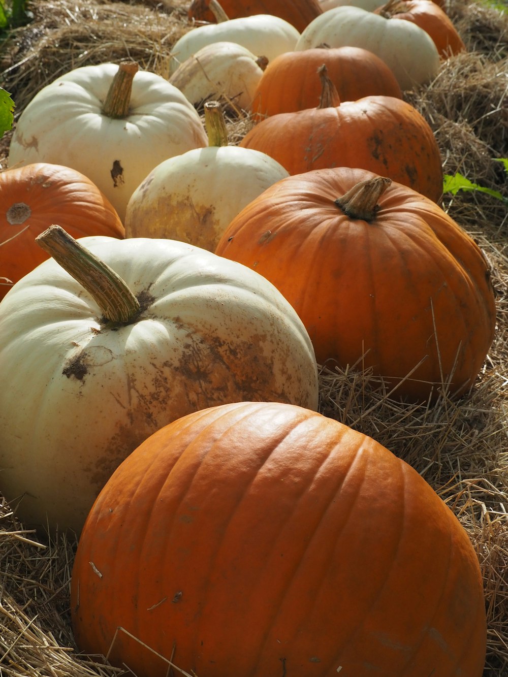 a bunch of pumpkins that are sitting in the hay