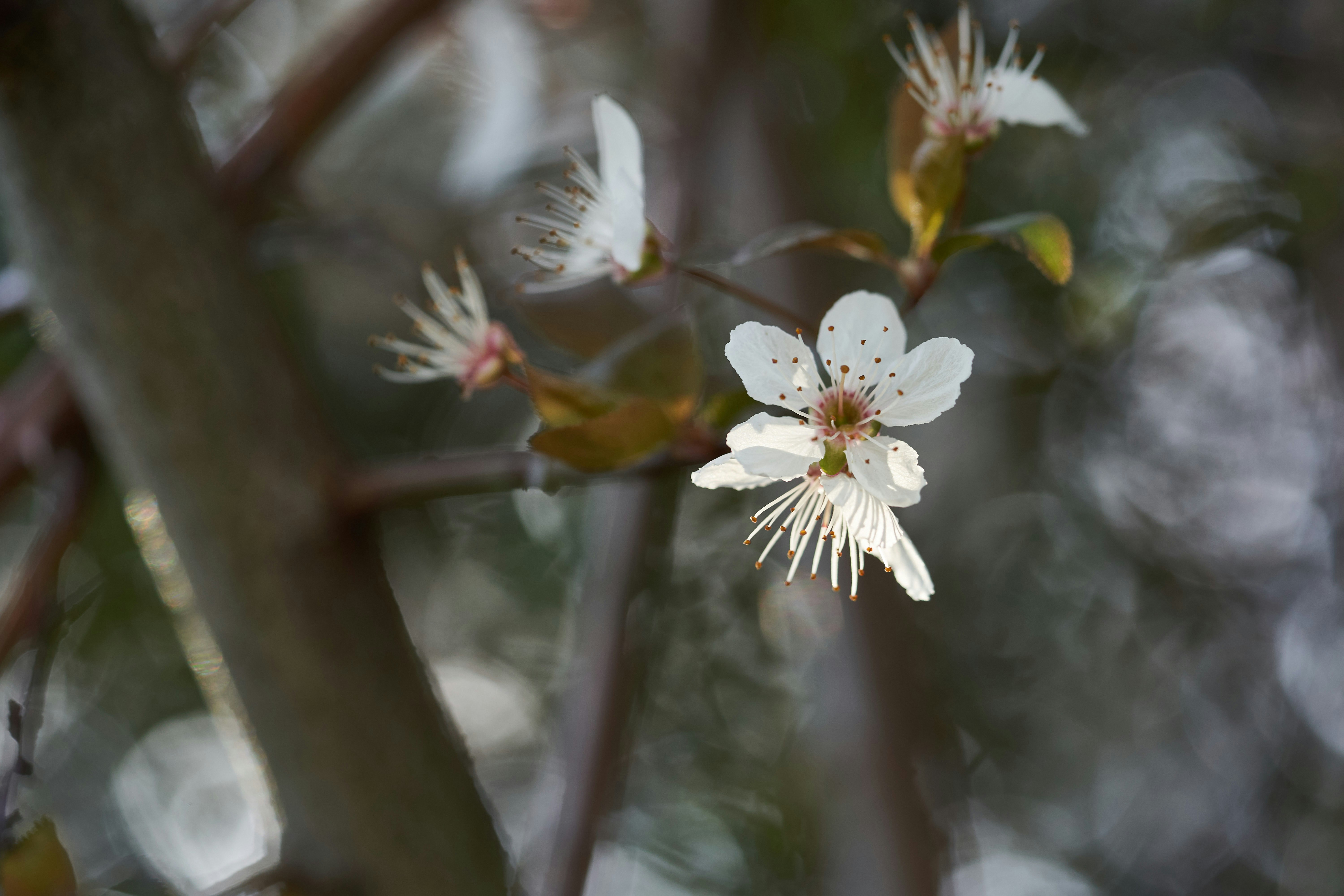 Photo by wolfgang_hasselmann