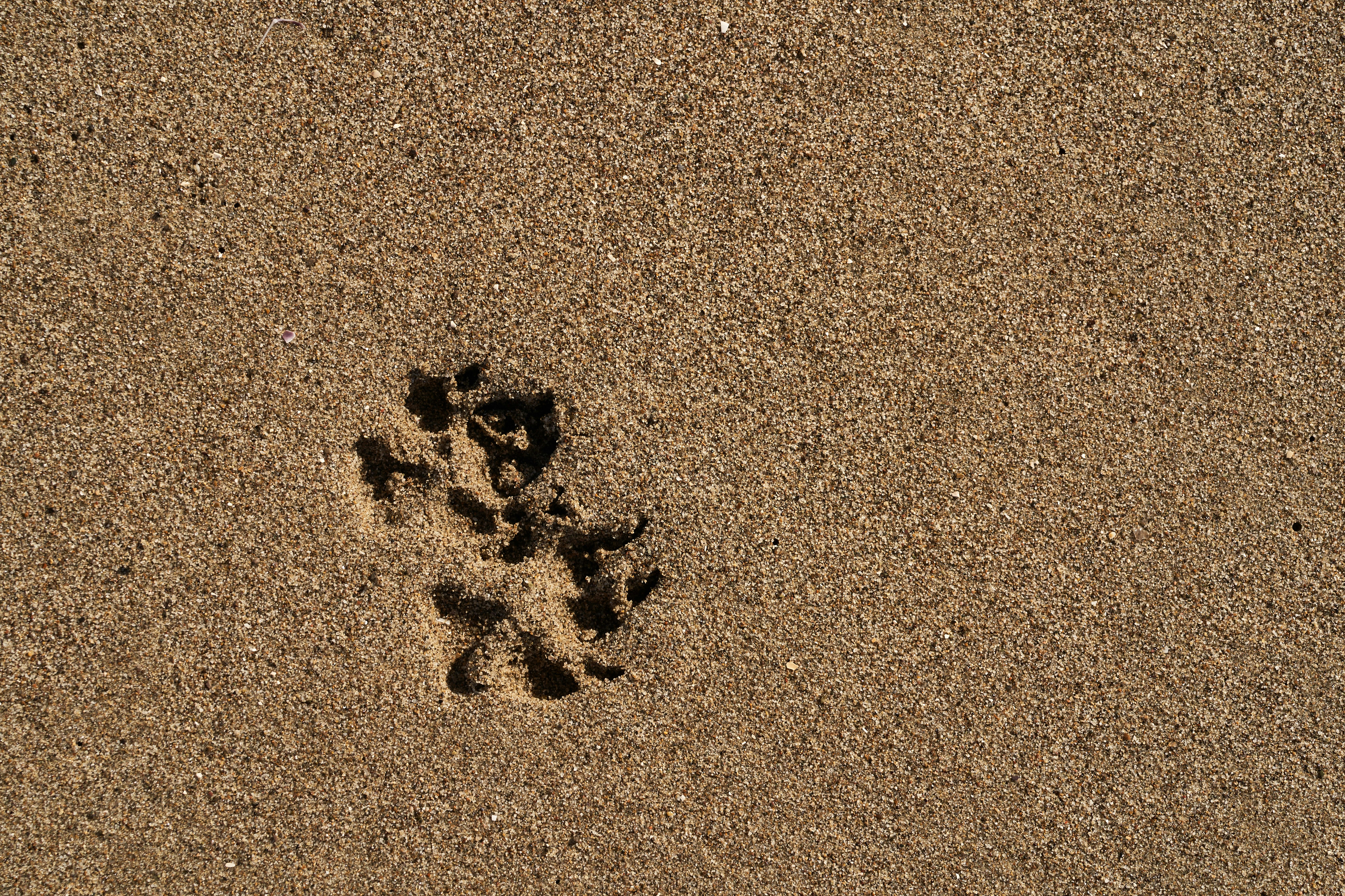 Photo by wolfgang_hasselmann