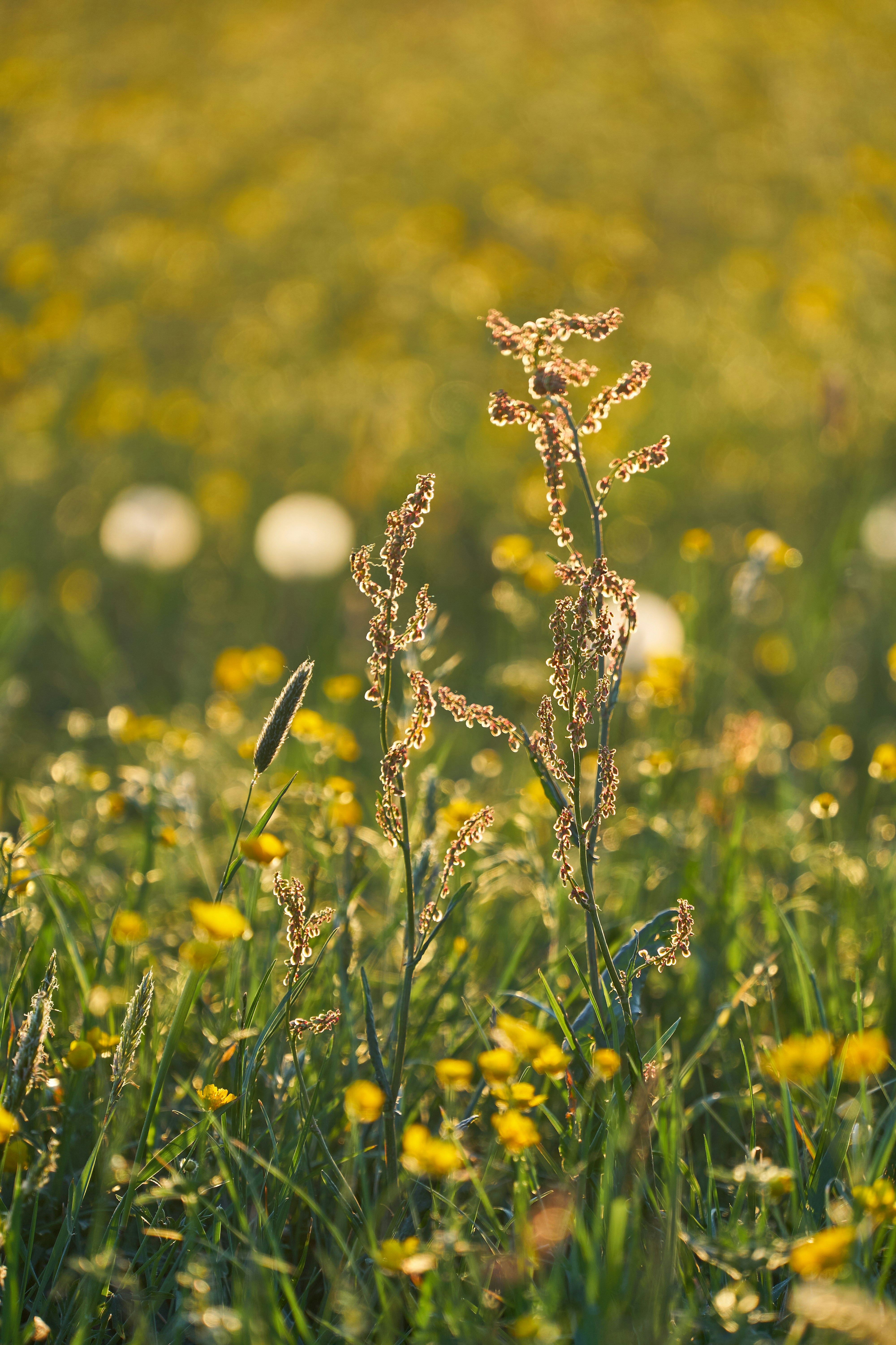 Photo by wolfgang_hasselmann