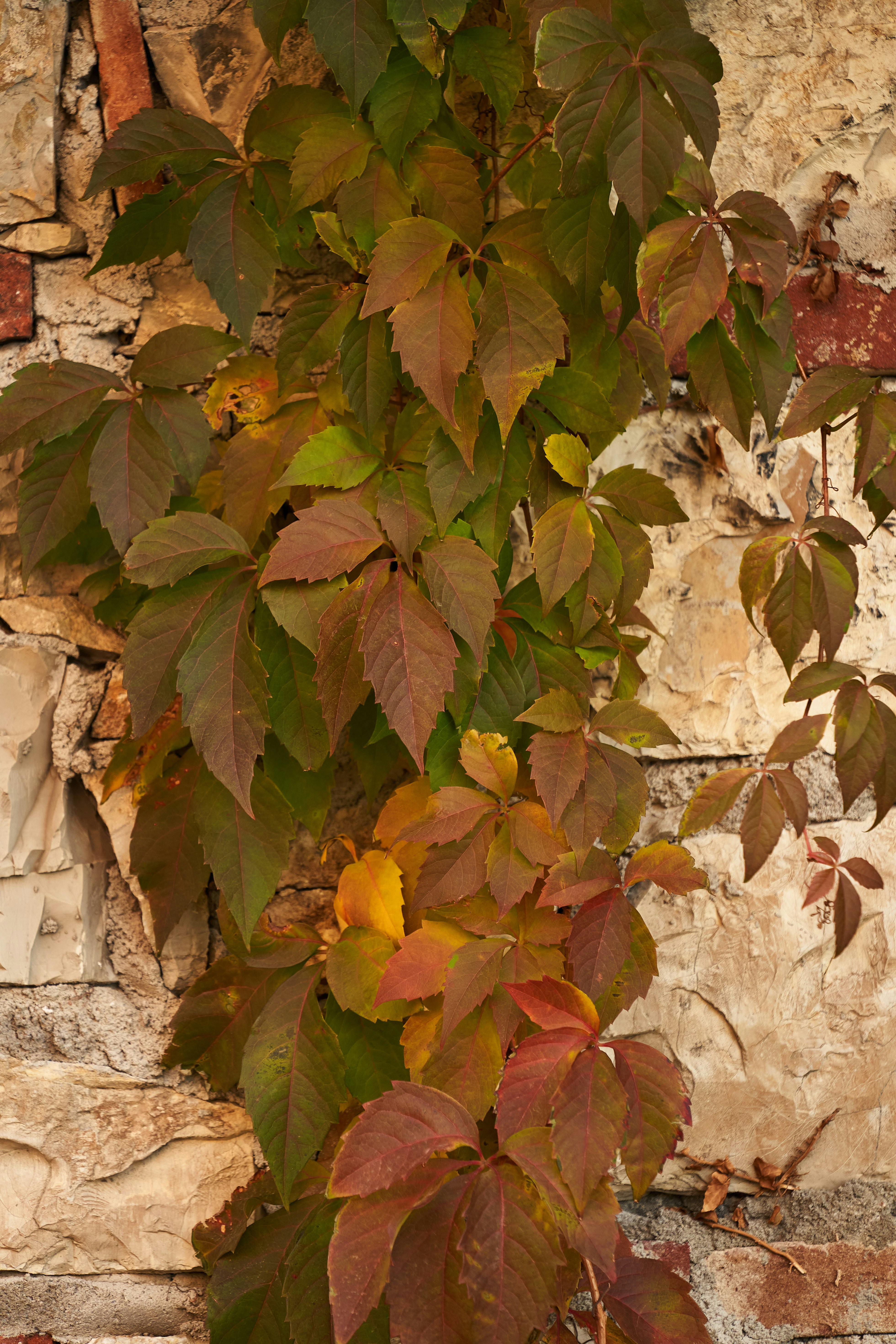 Photo by wolfgang_hasselmann