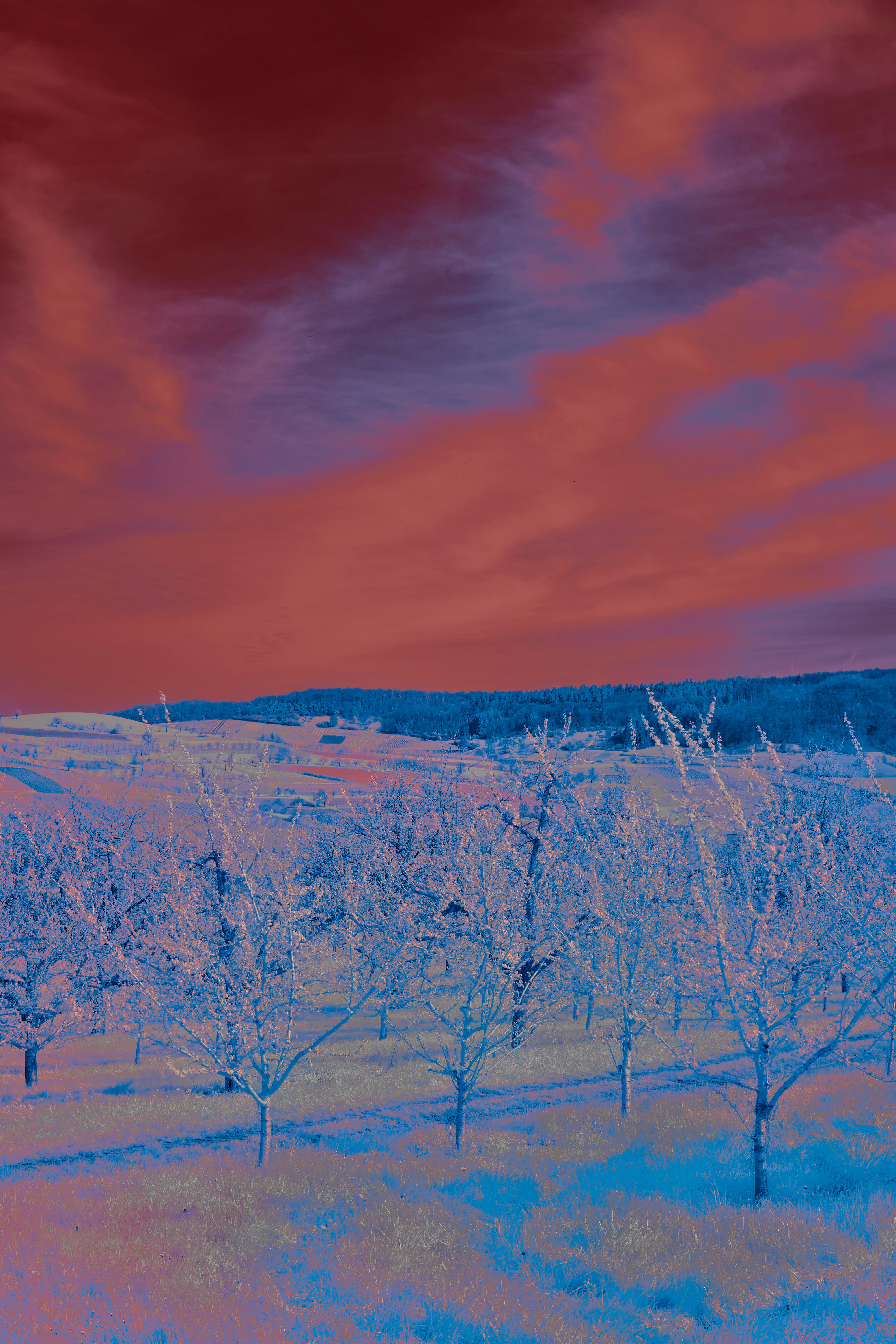 Photo by wolfgang_hasselmann