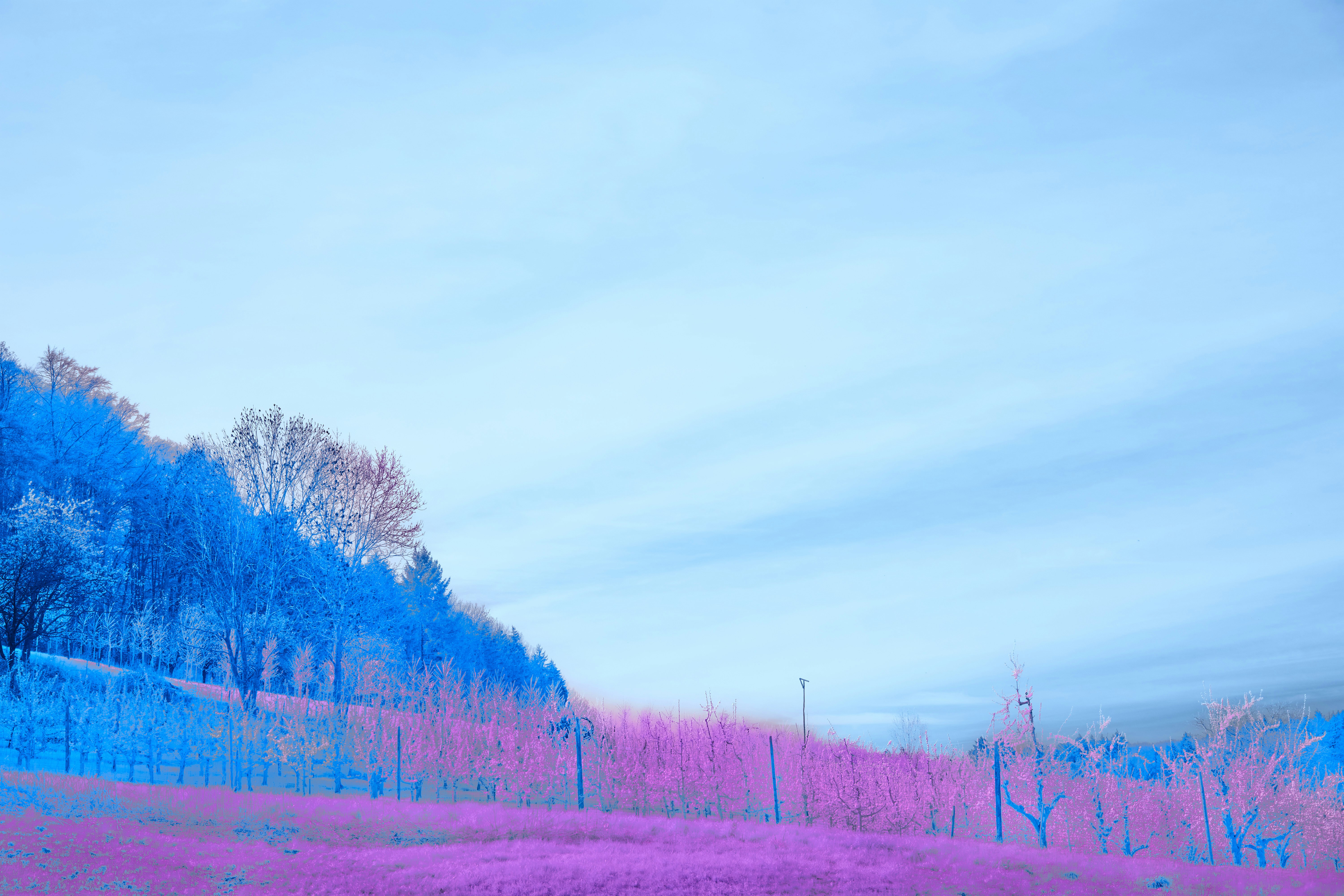 Photo by wolfgang_hasselmann