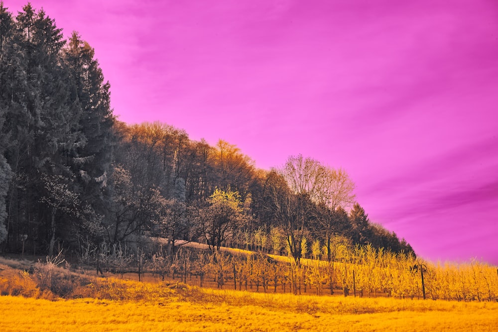 a field with trees and a purple sky in the background
