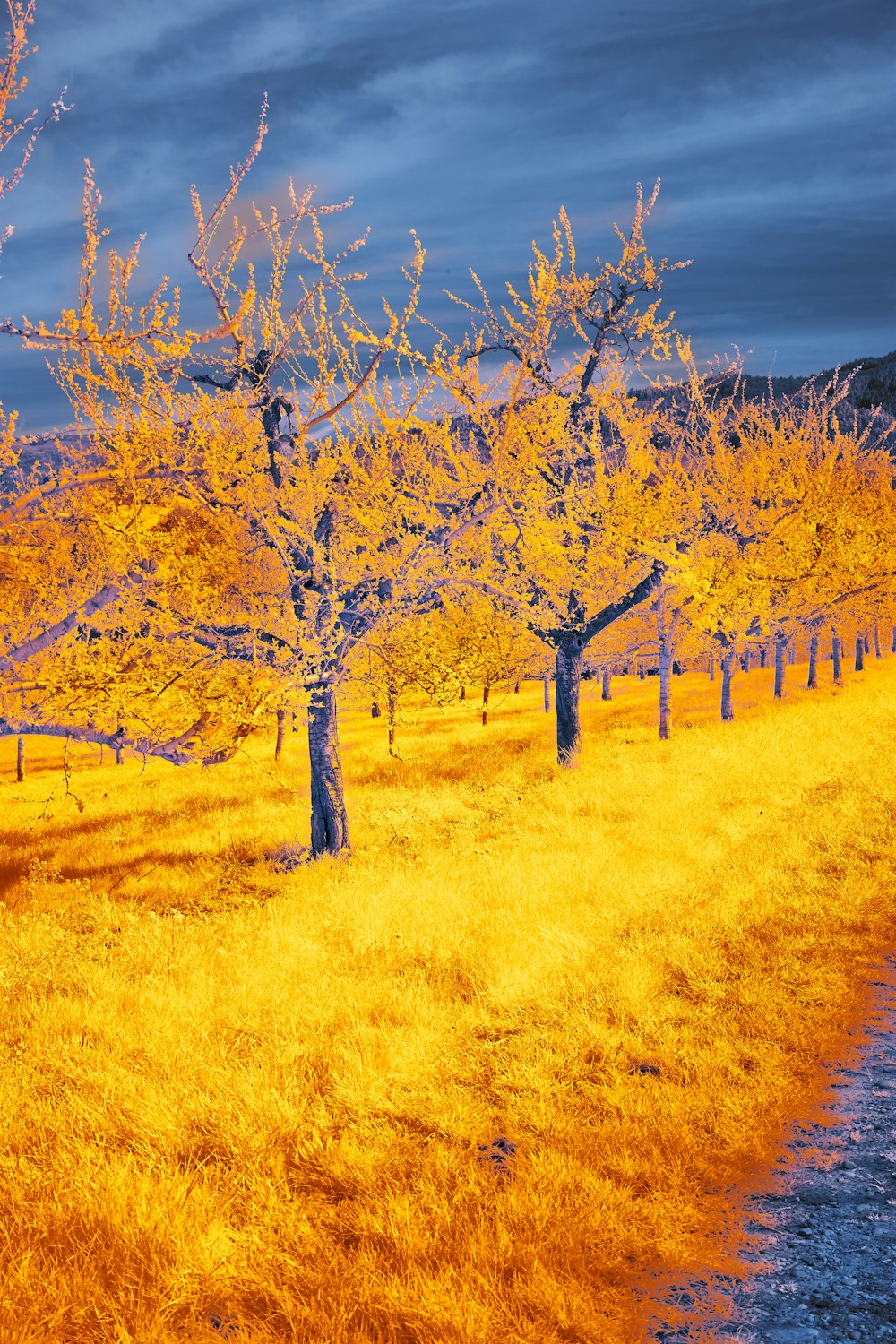 a row of trees in a field with yellow grass