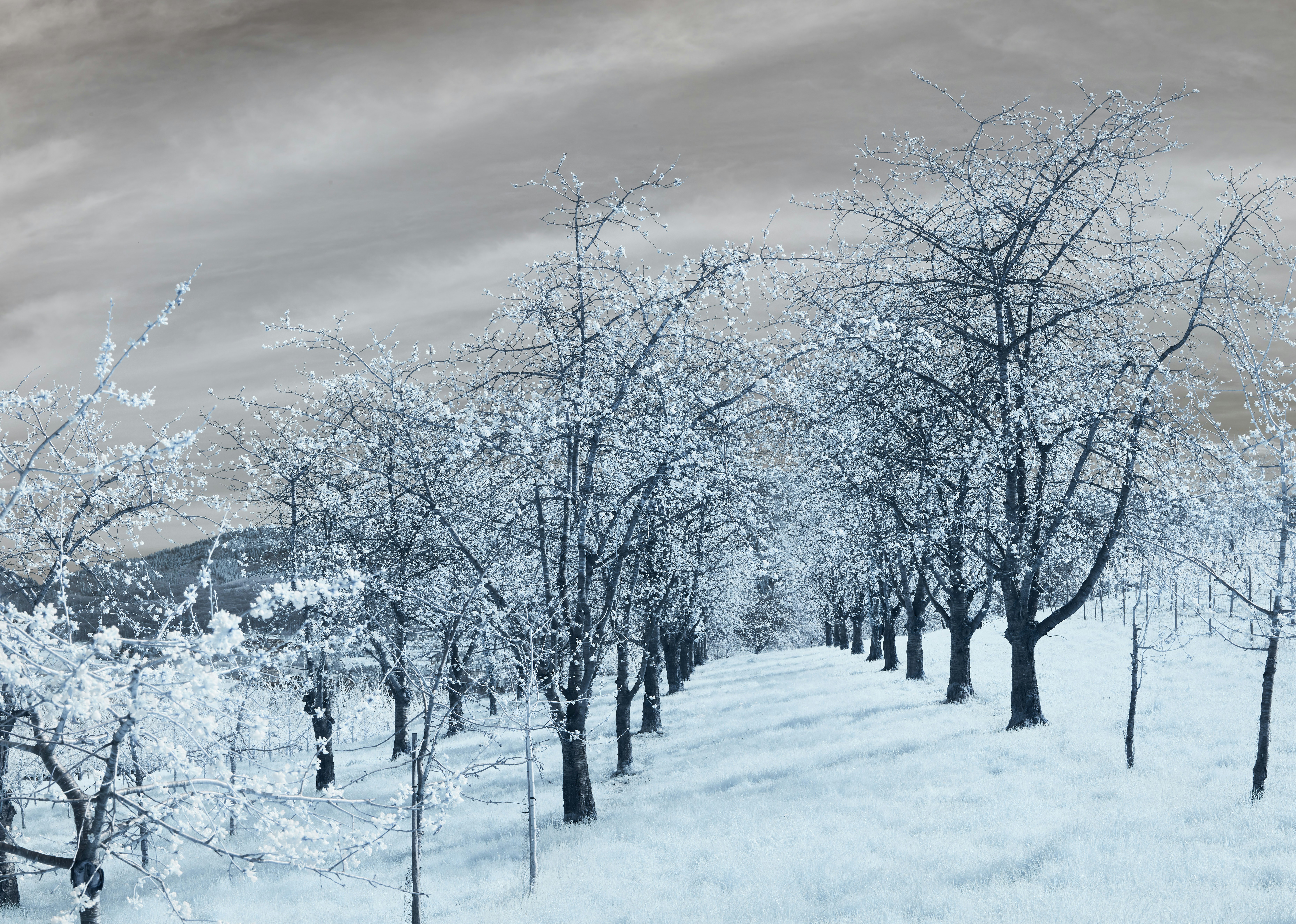 Photo by wolfgang_hasselmann