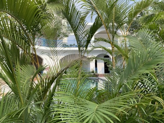 A modern white building is partially obscured by lush green palm fronds, creating a tropical and serene atmosphere. Arches and columns are visible on the building, and there is a hint of a swimming pool in the foreground.