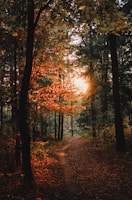 A serene sunrise illuminating a quiet forest path with soft golden light
